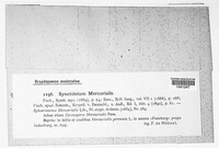 Synchytrium mercurialis image